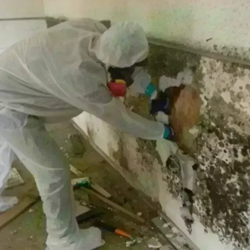 Mold Remediation and Removal in Mansfield, TX